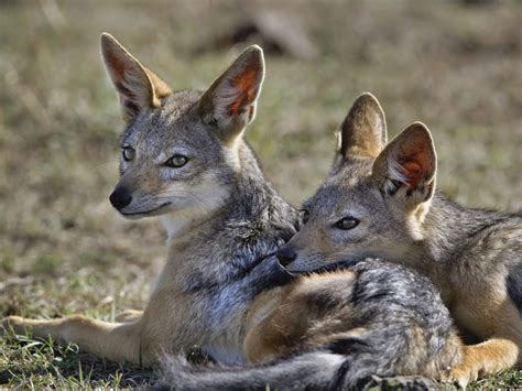 The jackal uses its cleverness to eat his food while smartly fighting against different challenges thrown at it! All About Animal Wildlife: Jackal HD Wallpapers 2012