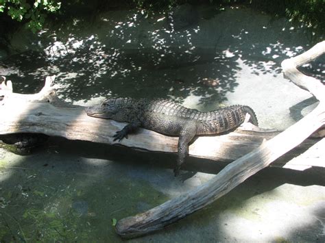 Gator Bayou American Alligator Zoochat