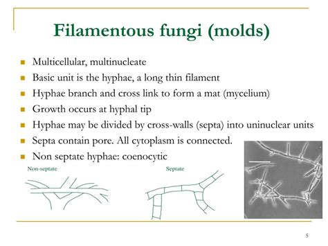 Ppt Introduction To Mycology Powerpoint Presentation Free Download