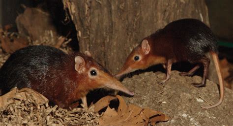 If a shrew doesn't eat within a few hours, it dies. Elephant Shrew