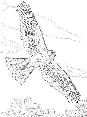 Sharp Shinned Hawk coloring page | SuperColoring.com