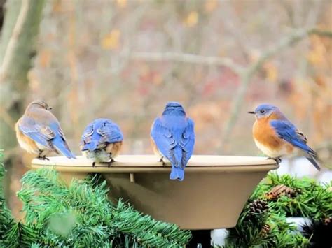 How To Attract Bluebirds To Your Yard 7 Helpful Tips Bird Feeder Hub