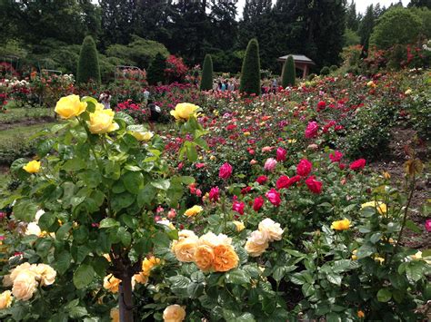 Portland Oregon Rose Garden Gardens Flowers Plants Beautiful