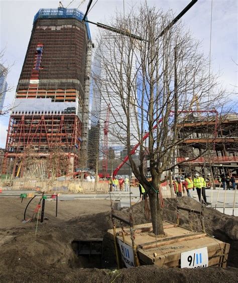Tree That Survived 911 Attack Is Replanted At Ground Zero