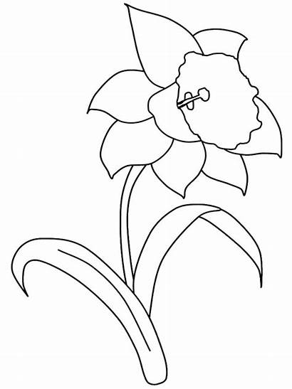 Daffodil Flower Coloring Pages Printable Template Daffodils