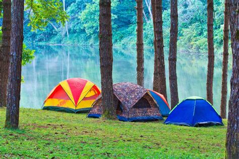 Camping In The Pine Forest Stock Photo Image Of Morning 34203878