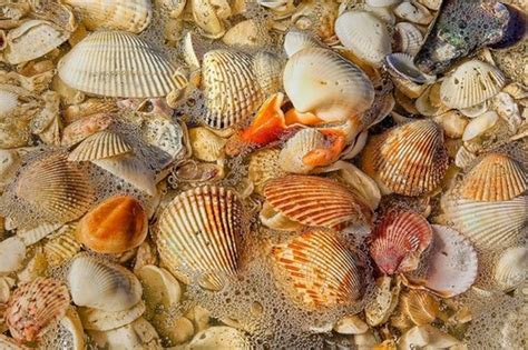 Best Beaches For Shelling In The Us From California To Florida