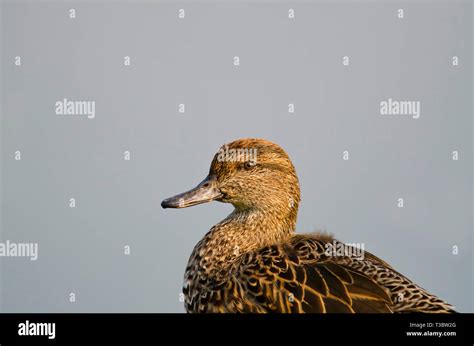 The Eurasian Teal Or Common Teal Anas Crecca Female Pune