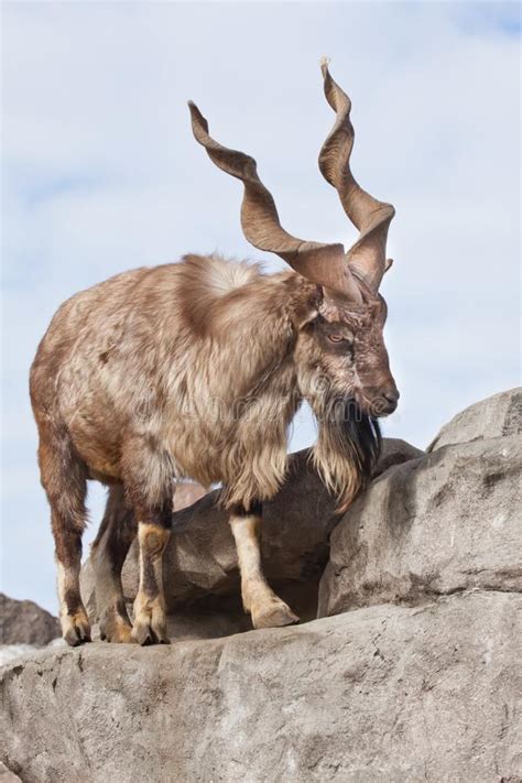 A Goat With Big Horns Mountain Goat Marchur Stands Alone On A Rock