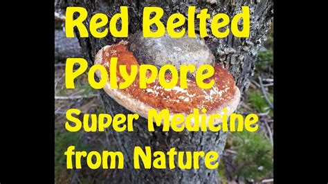 Red Belted Polypore Super Medicine From Nature Youtube