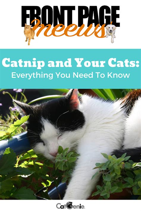 😻 ️does Your Kitty Love Catnip Be Sure You Know How To Help Her Enjoy