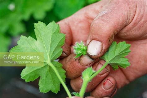 Simply browse an extensive selection of the best turk. GAP Gardens - For propagation by cuttings, flower buds are ...