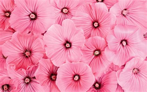 Pink wallpaper wallpaper backgrounds wallpapers abstract magenta artwork walls paper download premium illustration of rustic painted pink wall mobile phone wallpaper about texture. wallpaper: Pink Flowers Wallpapers