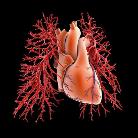 Circulatory System Of Heart And Lungs Photograph By Alfred Pasieka