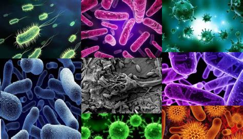 Bactérias O Que é Tipos Características Doenças