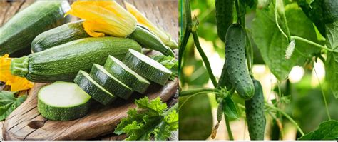 Zucchini Vs Cucumber What Makes Them Different Naturally Daily