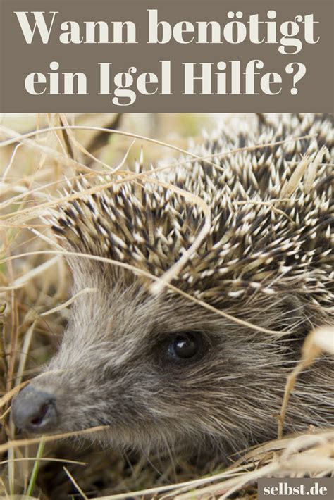 Check spelling or type a new query. Igel gefunden: Was tun? | Igel, Igel im garten und Tierhilfe