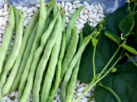 If you have any feeding/meals programs, make sure snap information is available for participants. McCaslan Pole Snap Bean