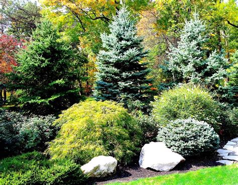 Weeping varieties are a striking focal point in a mixed border and work well in the landscape or pots lined up for privacy on your patio. PRIVACY PLANTING | Large yard landscaping, Evergreen ...