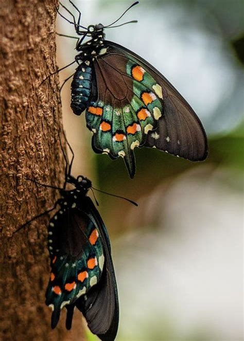 Gorgeous Markings Beautiful Butterfly Photography Butterfly Pictures