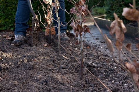 Plant A Bare Root Hedge Bbc Gardeners World Magazine
