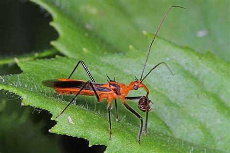 What are good bugs for the garden. Insects in the Garden - Friends and Foes - Dallas ...