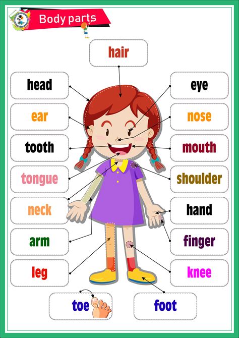 Body Parts For Kids Printables