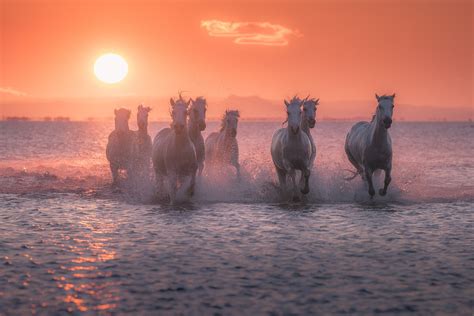 White Horses On Sunset Sea Waves Red Sky Beaches In Camargue South From