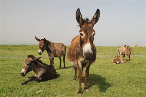 Herd Of Wild Donkeys Resting In The Meadow Stock Image Image Of