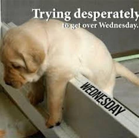 Wednesday Humor 190 Work Memes New Memes Wednesday Memes