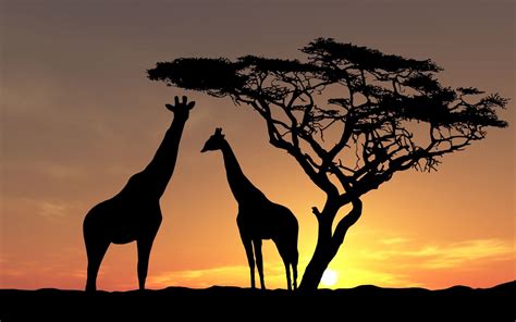 nature landscape animals trees sunset silhouette africa giraffes clouds wallpaper and background ...