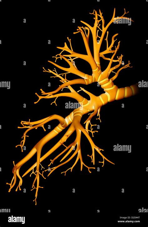 Bronchial Tree Network Of Airways Serving Both Lungs Left Bronchi The