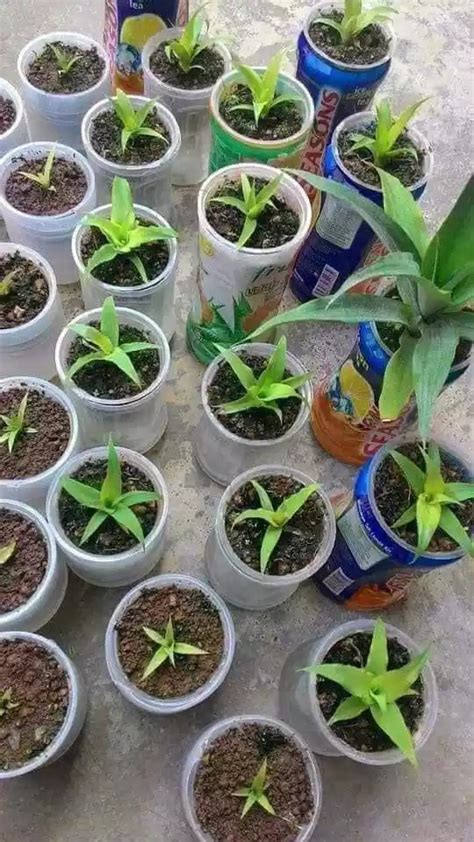 Cara semai anak pokok cili yang dah bercambah. Booster Tanaman Anda!: CARA MUDAH NAK SEMAI BENIH BUAH NANAS
