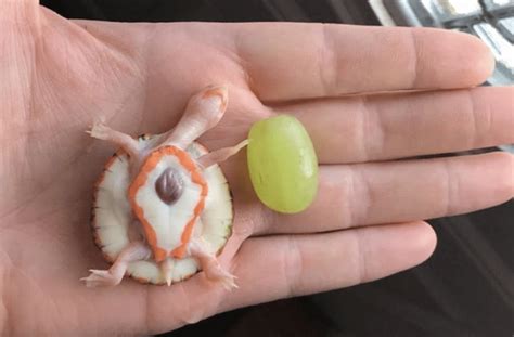 This Tiny Turtle Has An Exposed Heart That Beats Outside Its Shell