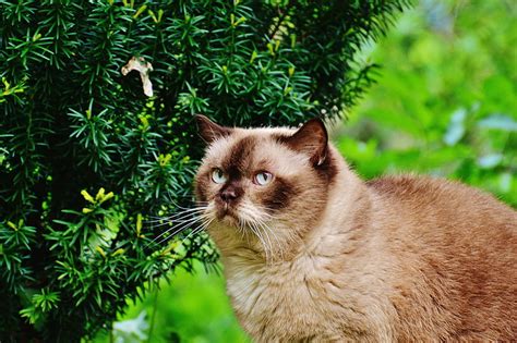Hd Wallpaper Brown Siamese Cat British Shorthair Cat Branches