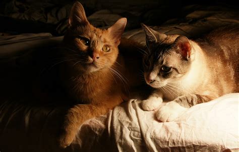 They sacrifice color vision for improved night vision. Can Cats Really See In The Dark? We Shine A Light On This Myth