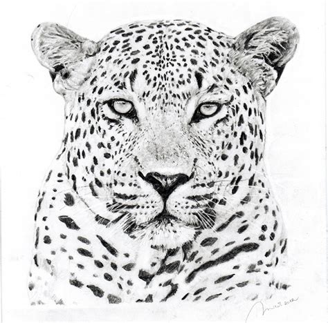 Amur Leopard Drawing At Explore Collection Of Amur