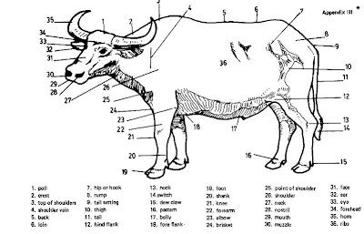 Preservation of Carabao Hide, Parts of the Body - Entrepinoys Atbp