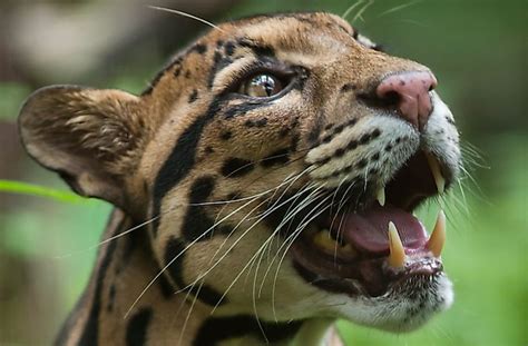 Clouded Leopard Facts Animals Of Asia