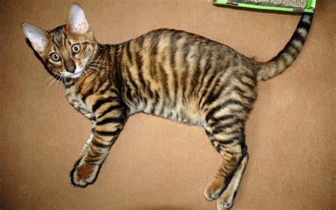 Neutering Cats At Four Months Of Age Or Less Toyger Cat Club