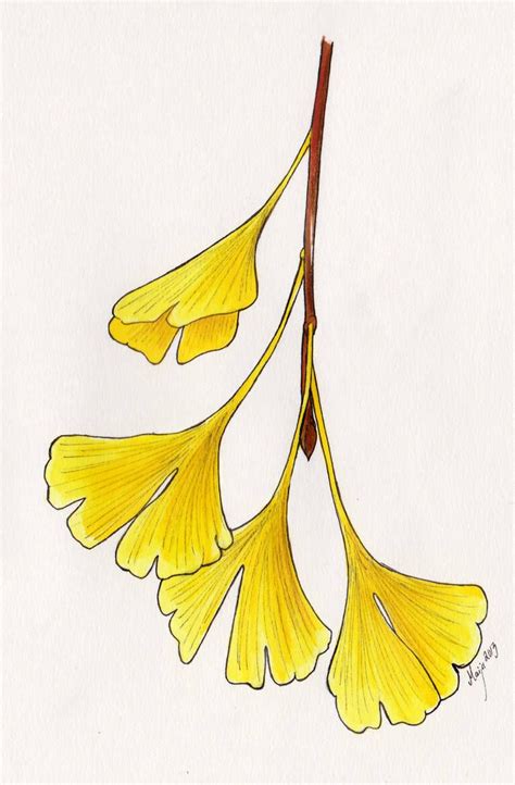 Autumn Ginkgo By Eurwentala Gingko Leaves Ginkgo Leaf Ginkgo Biloba