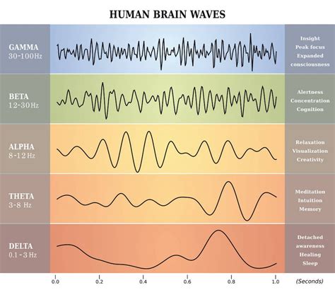 Brainwaves How Your Brain Works