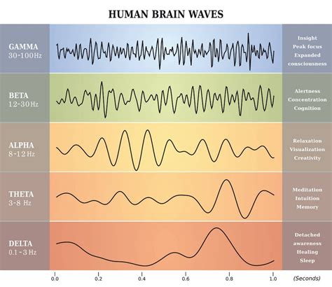 Sleep Stages And Brain Waves