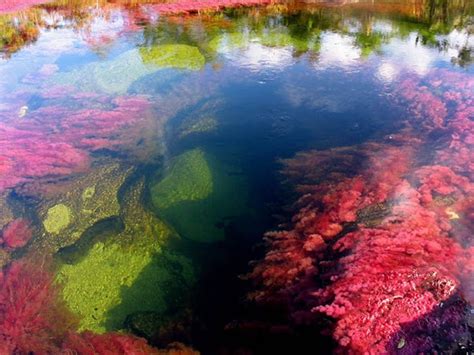 أجمل أنهار العالم ، نهر كانو كريستال ذو الألوان الخمسة في كولومبيا ثقف نفسك