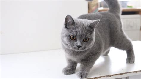 Beautiful british short hair blue male kitten. Male BLUE British Shorthair Kitten WANTED - As Pet ...