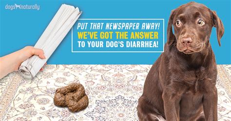 Dog name finder browse our extensive library of dog names for inspiration. How To Stop Diarrhea In Dogs: 4 Simple Steps