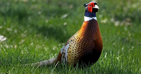 Montana Fwp Releases Upland Game Bird Forecast