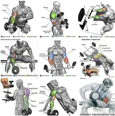 Mega Strong Biceps Workout Biceps Workout Shoulder Workout Dumbbell