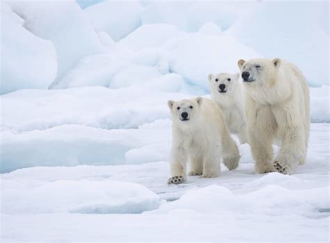 polar bears species facts info and more wwf ca