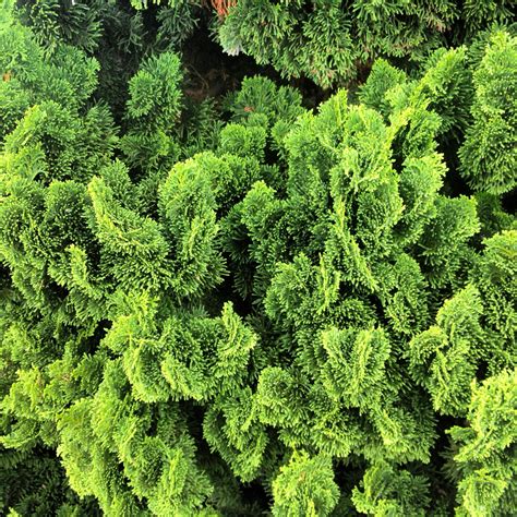 Totensonntag Ornamental Trees Evergreen Shrubs Plant Finder